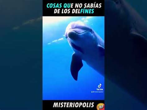 Cosas que No Sabías de los Delfines YouTube