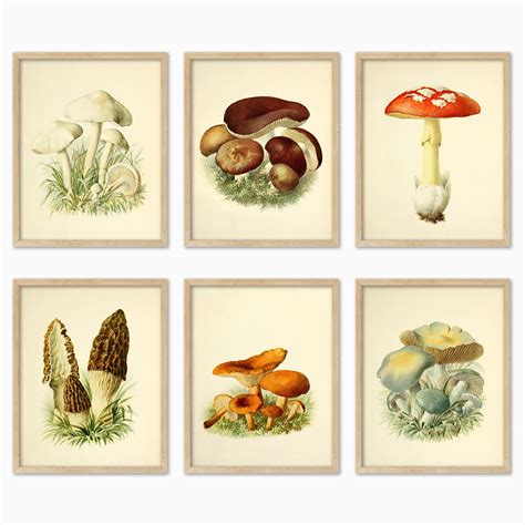 Buy Vintage Mushroom Botanical Wall Art Prints s for Room Aesthetic,11 ...