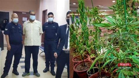 Niat Tanam Pokok Ganja Hanya Suka Suka Tapi Kena Penjara Seumur