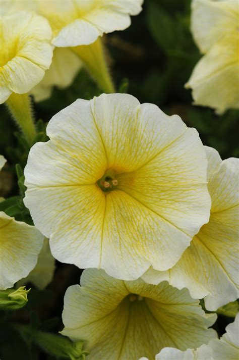 Petunia Spreading Yellow