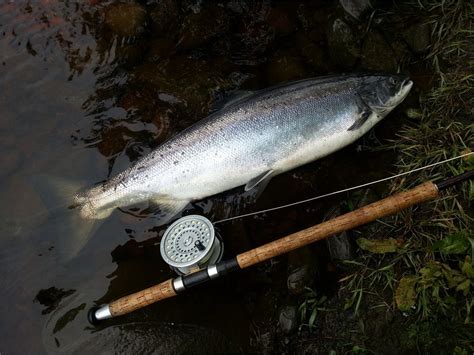 Salmon Fly Fishing – Fly Fishing