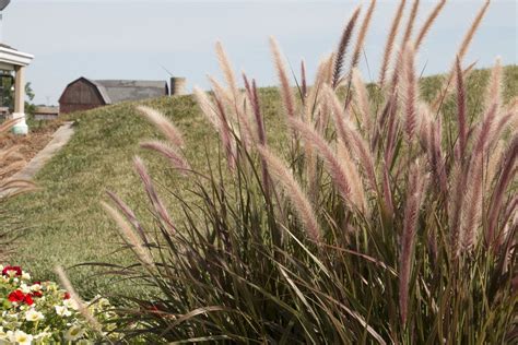 Graceful Grasses Sky Rocket Fountain Grass Pennisetum Setaceum