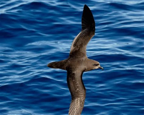 Grey-faced petrel - Facts, Diet, Habitat & Pictures on Animalia.bio