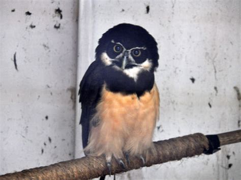 Pulsatrix Perspicillata Spectacled Owl In Dallas Zoo