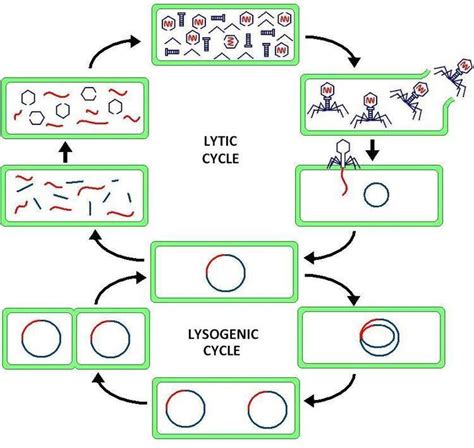 Lytic cycle - Alchetron, The Free Social Encyclopedia