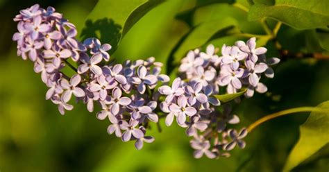 Great Companion Plants For Lilacs Herbvity