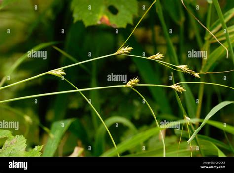 Carex Oligosperma