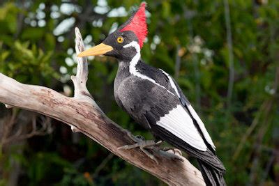 Ivory Billed Woodpecker Facts | Anatomy, Diet, Habitat, Reproduction ...