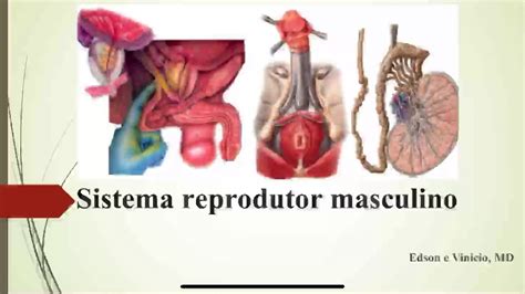 Gl Ndulas Anexas Do Sistema Reprodutor Masculino