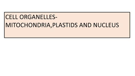 Solution Cell Organelles Mitochondria Plastids And Nucleus Studypool