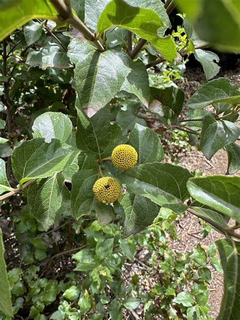 Podanthus Ovatifolius From Universidad Cat Lica De La Sant Sima