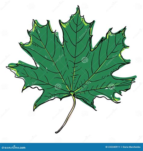 Maple Leaf Sketch Illustration Hand Drawn Maple Leaf Vector Botanic