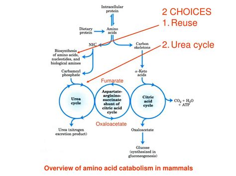 Ppt Urea Cycle Powerpoint Presentation Free Download Id 6334881