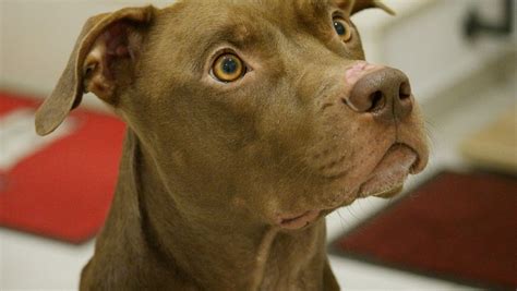 Un Pitbull Le Arranca El Brazo A Un Ni O De A Os