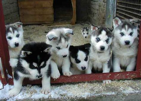 Cute Siberian Husky Puppies Pictures | Siberian Husky Reviews and Pictures, Photos