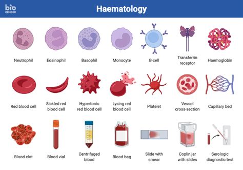 Icon Pack Haematology Biorender Science Templates