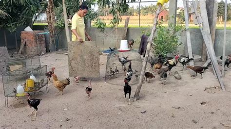 Feed Khmer Chicken At Home Youtube