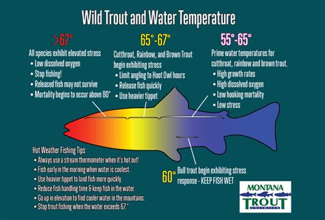 Trout Activity Water Temperature Trout Optimal Water Temperature 2024