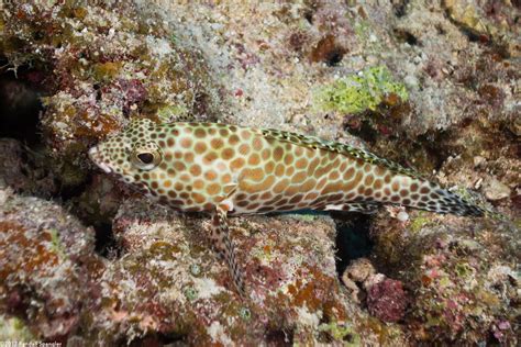 Honeycomb Grouper Epinephelus Merra Spanglers Scuba