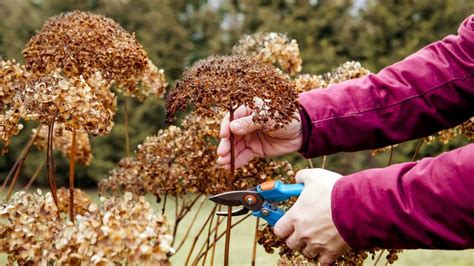 The Only Time It's Ok To Cut Panicle Hydrangeas In The Fall