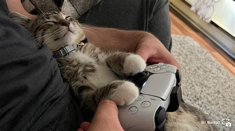 Share of the Week: Gamer Cats – PlayStation.Blog