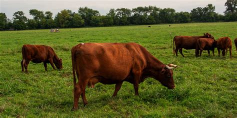 Red Devon Cattle Gourmet Beef On Grass Abiding Acres Farm Red