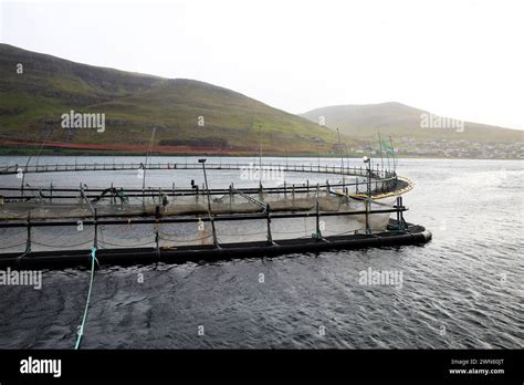 Salmon Fish Farm At The Faroe Islands Stock Photo Alamy