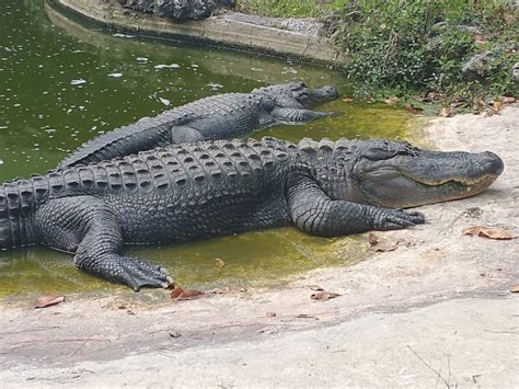 Calusa Nature Center and Planetarium - SWFL Attractions