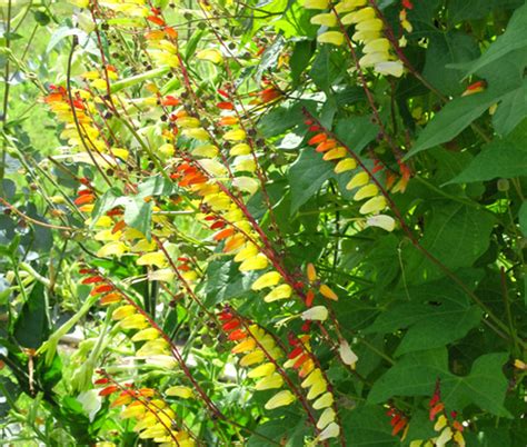 Firecracker Vine Ipomoea Lobata Seeds