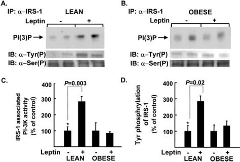 Effects Of Wortmannin Or Ly Two Pi Kinase Inhibitors And