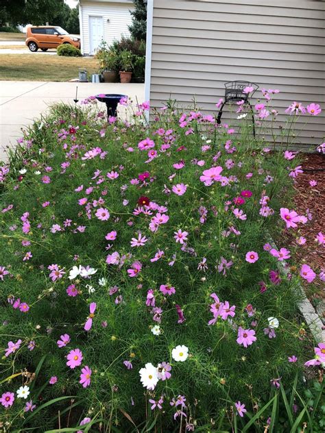 Sensation Mix Cosmos Bipinnatus Seeds Red White Pink Etsy