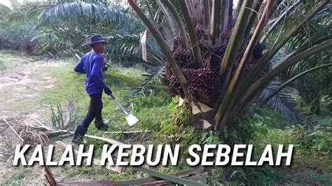 Cara Panen Sawit Paling Mudah Dan Cepat Kerja Sedikit Dapat Banyak Bikin Betah Panen Sawit