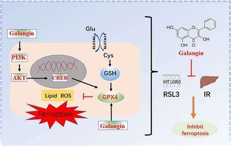 Galangin Inhibited Ferroptosis Through Activation Of The Pi K Akt