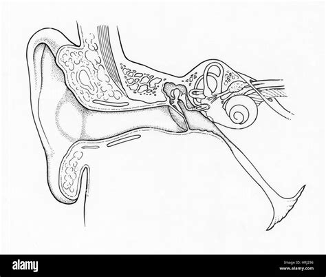 Human Ear Anatomy Black and White Stock Photos & Images - Alamy