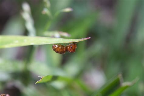 Solenopsis Fire Ants Polygyny — The Wild Martin