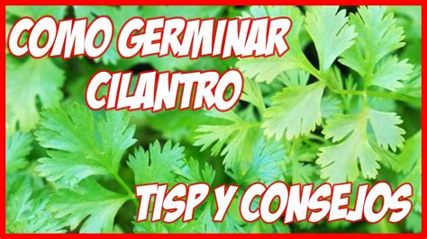 Como Germinar Semillas De Cilantro En Maceta 5 Dias Tips Y Consejos Youtube