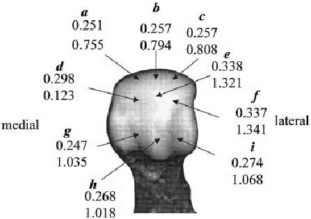 The head of the 1st metatarsal bone showing the 9 sites from which the ...