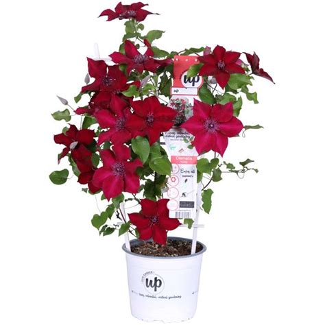 Clematis Boulevard® Nubia™ Evipo079 Hoogeveen Plants