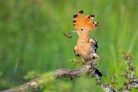 Hoopoe Symbolism - Spirit Animal Totems