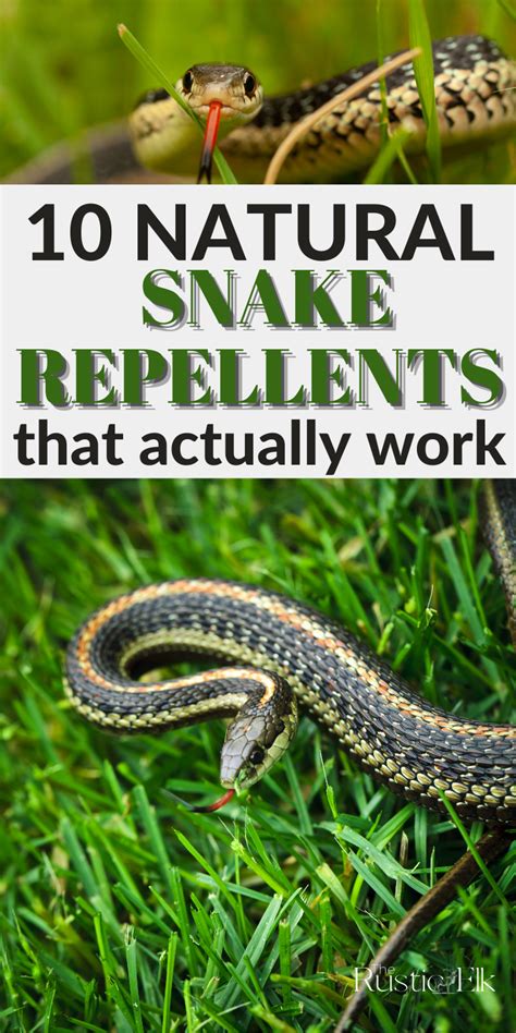 How To Naturally Repel Snakes From House Yard And Garden Snake