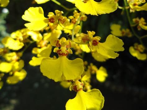 Como Plantar Chuva De Ouro Passos