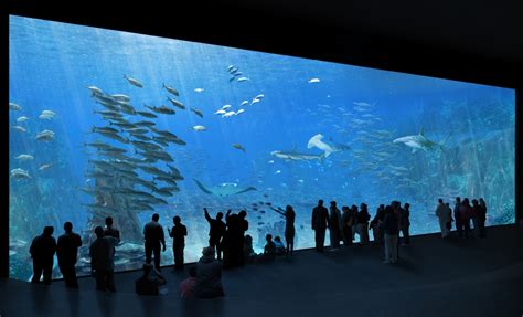 NAUSICAA, one of the largest aquariums in Europe!