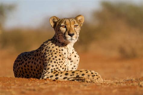 Tswalu Private Desert Reserve Photos Stock Photos Pictures And Royalty