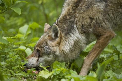 Un Loup Tu En Valais Par Les Gardes Faunes