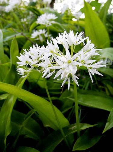 Белый Аллиум - White Allium - klassdis.ru