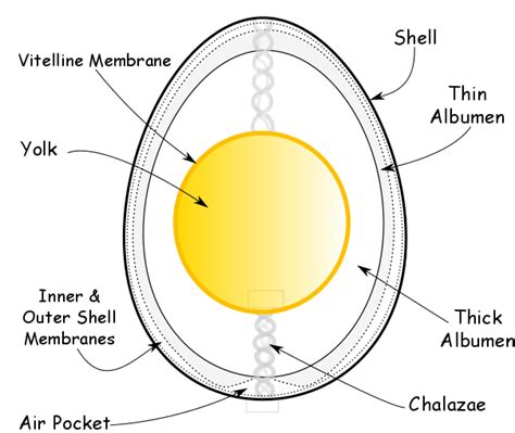 Parts Of An Egg Worksheet