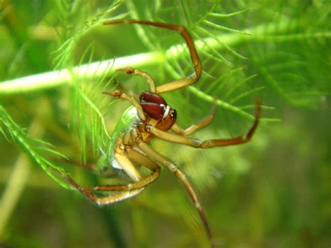 Diving Bell Spider l Odd Arachnid - Our Breathing Planet