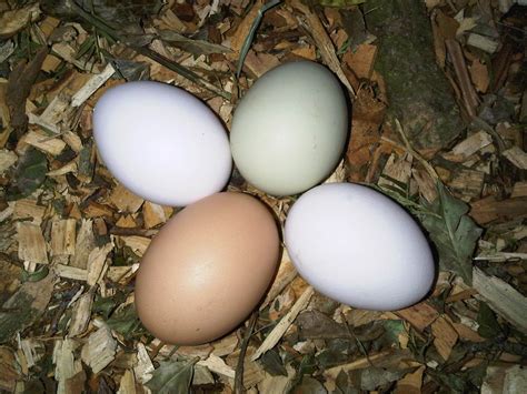 The Nutritional Value of Eggs - Are Free Range Better?