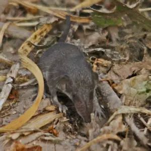 Etruscan Shrew - Facts, Diet, Habitat & Pictures on Animalia.bio