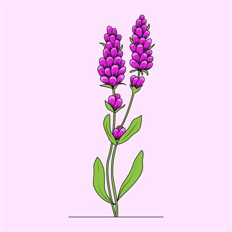 Premium Vector Lavender Flower In Pink